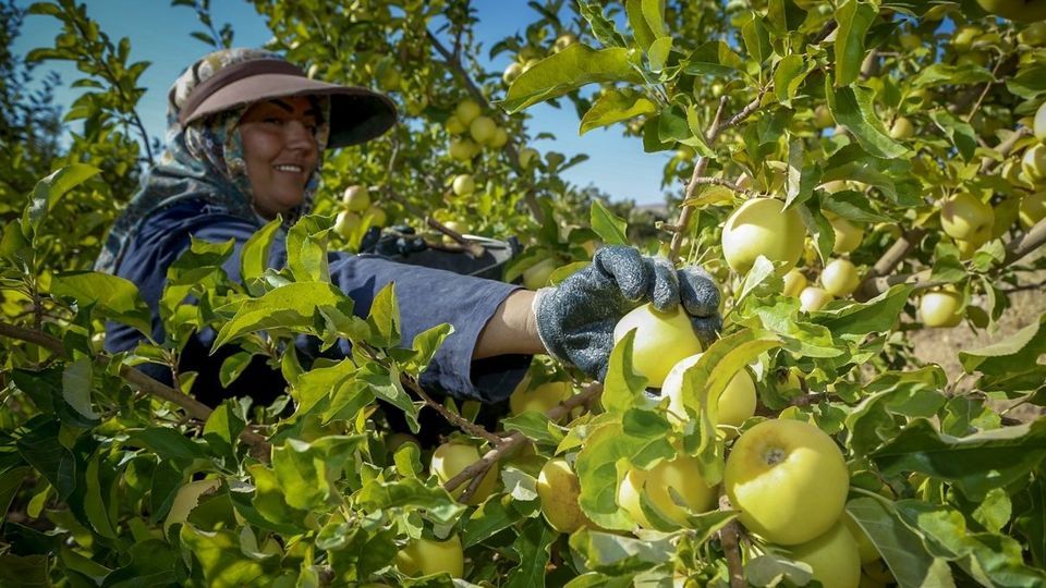 برداشت سیب - سمیرم