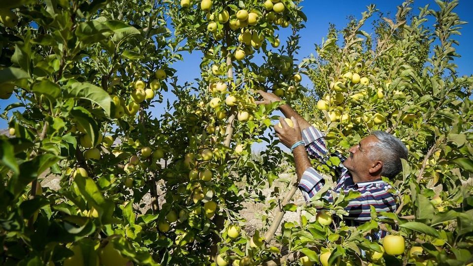 برداشت سیب - سمیرم