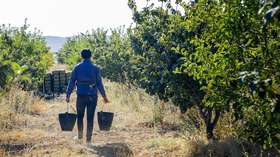 برداشت سیب - سمیرم