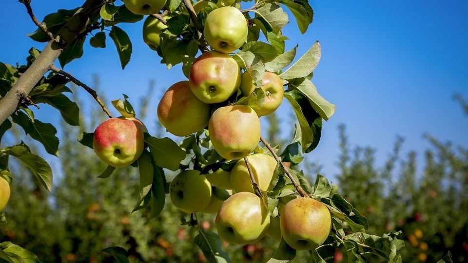 برداشت سیب - سمیرم