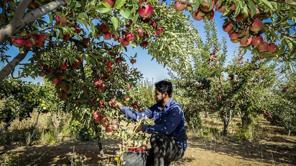 برداشت سیب - سمیرم