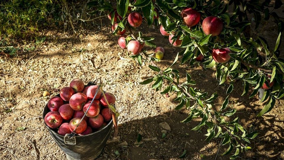 برداشت سیب - سمیرم