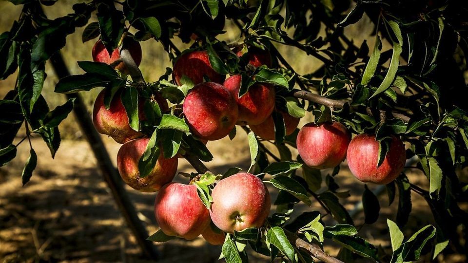 برداشت سیب - سمیرم