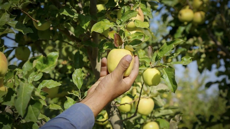 برداشت سیب - سمیرم