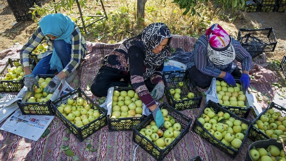 برداشت سیب - سمیرم