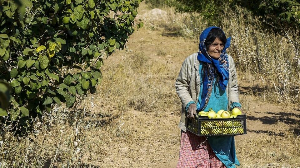 برداشت سیب - سمیرم