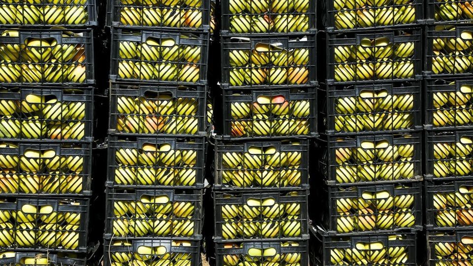 برداشت سیب - سمیرم