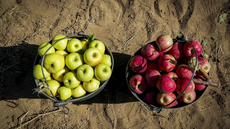 برداشت سیب - سمیرم