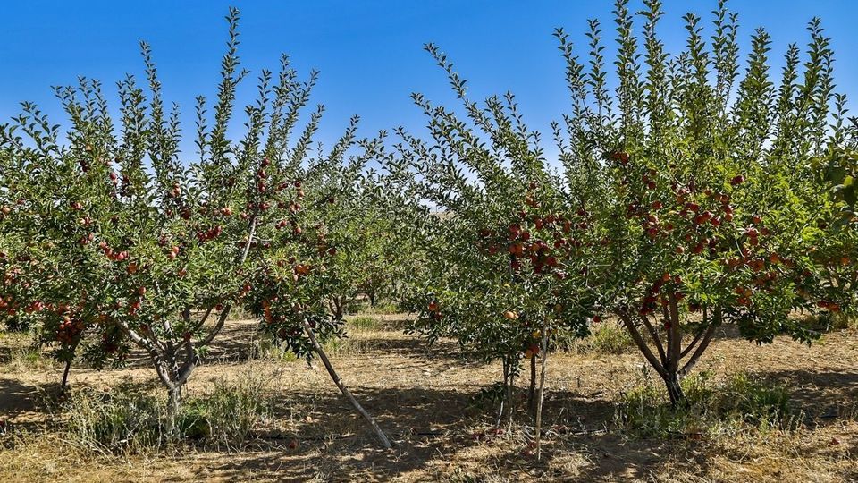 برداشت سیب - سمیرم