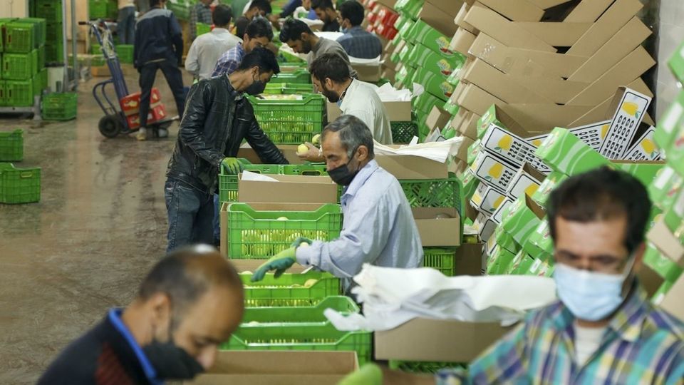 برداشت سیب - سمیرم