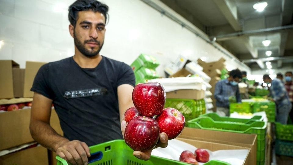 برداشت سیب - سمیرم