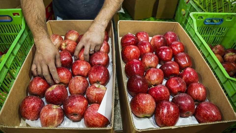 برداشت سیب - سمیرم