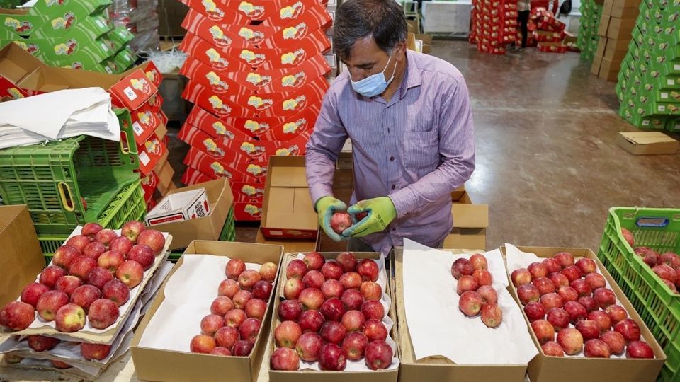 برداشت سیب - سمیرم