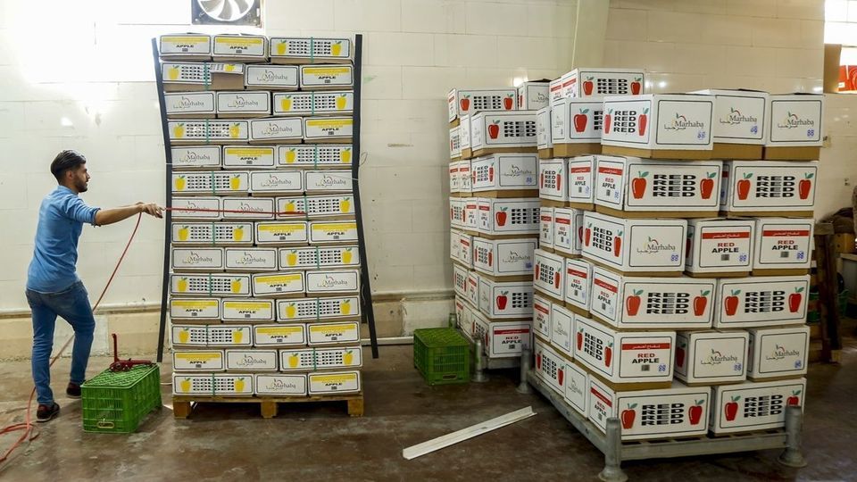 برداشت سیب - سمیرم