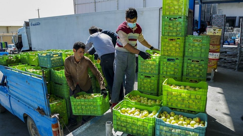 برداشت سیب - سمیرم