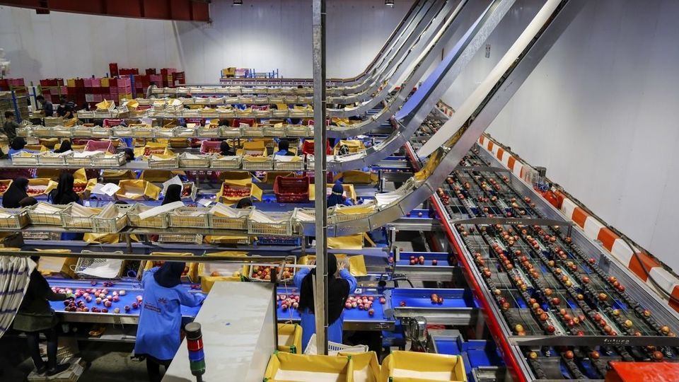 برداشت سیب - سمیرم