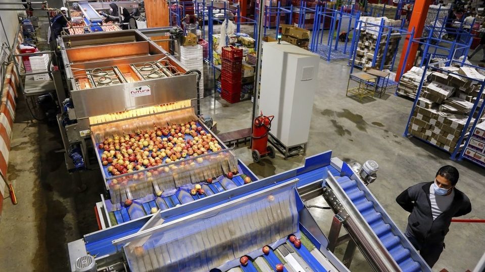 برداشت سیب - سمیرم