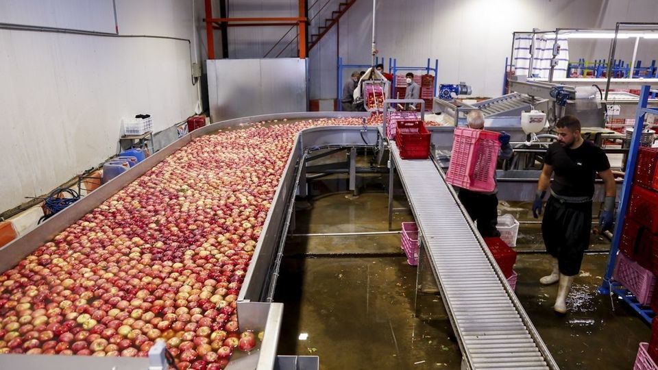 برداشت سیب - سمیرم