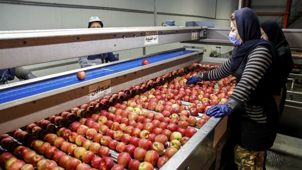 برداشت سیب - سمیرم