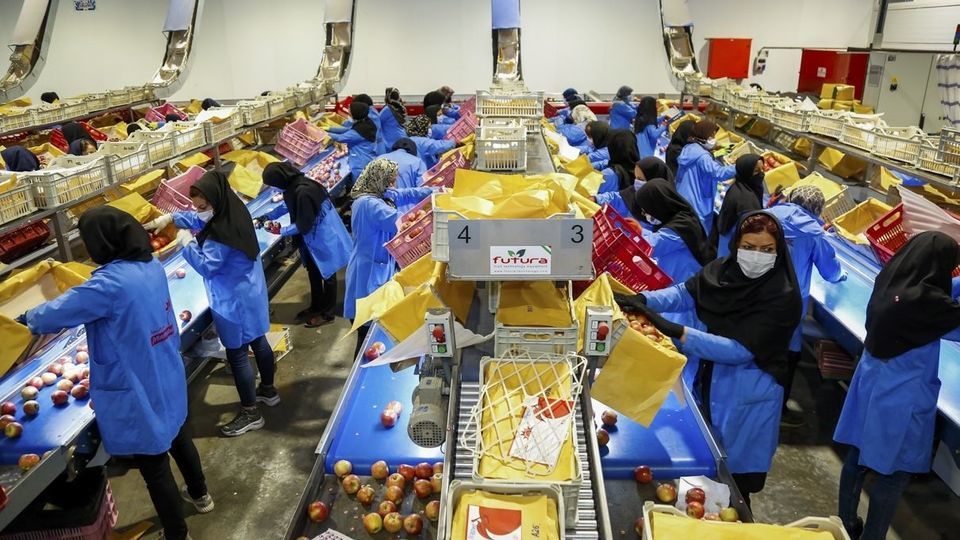 برداشت سیب - سمیرم