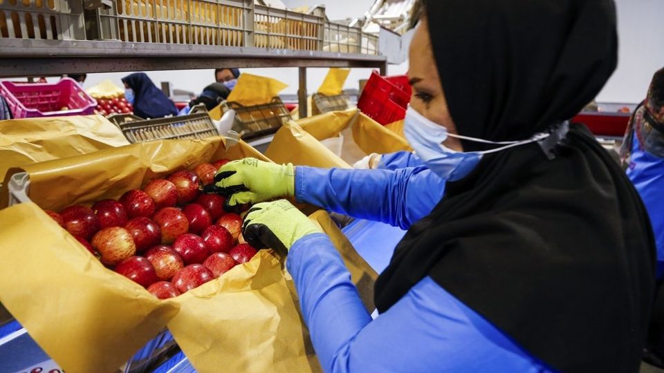 برداشت سیب - سمیرم