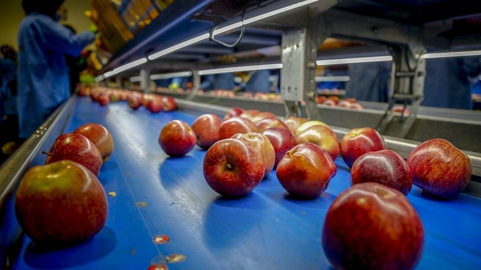 برداشت سیب - سمیرم