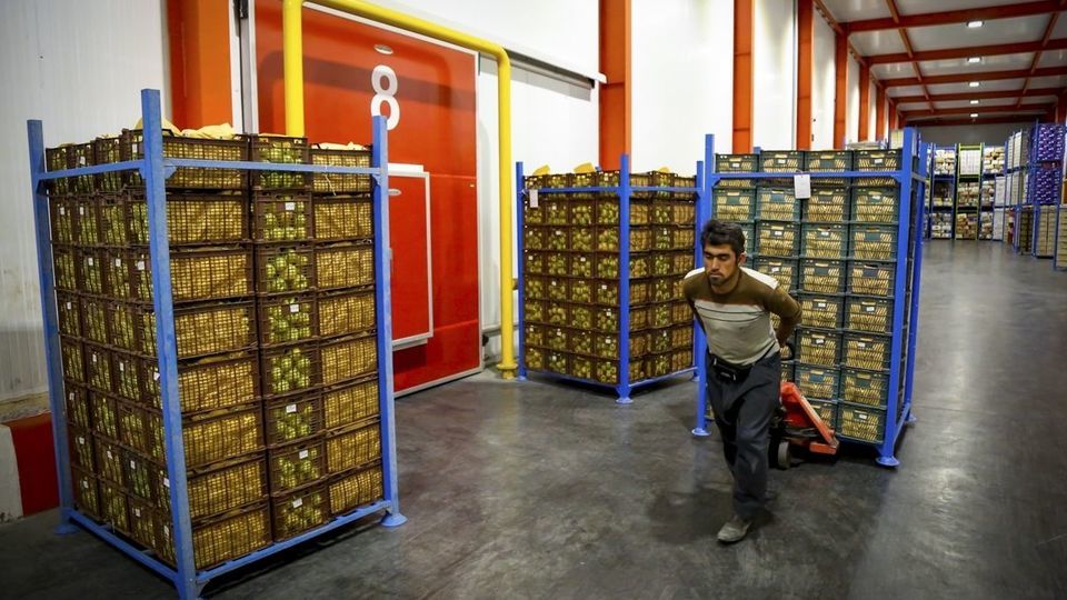 برداشت سیب - سمیرم