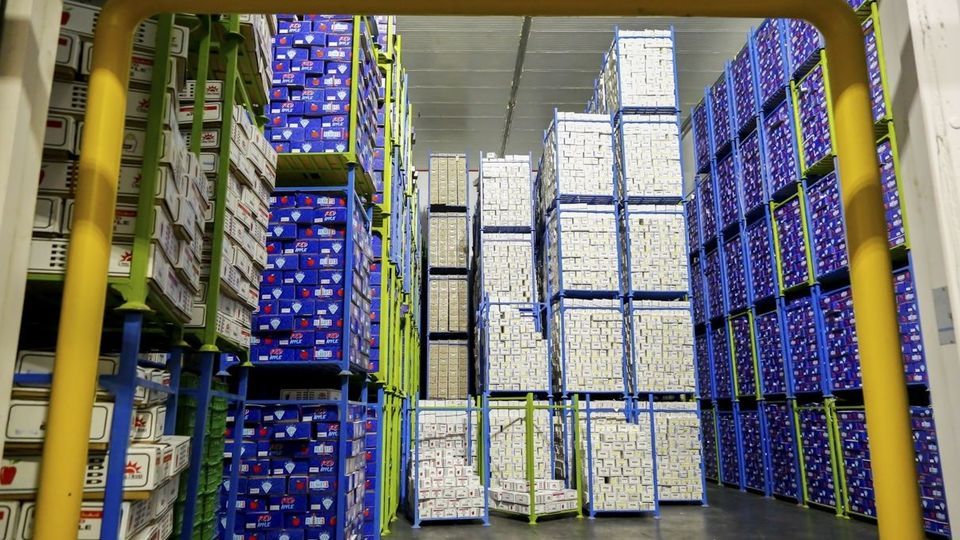 برداشت سیب - سمیرم