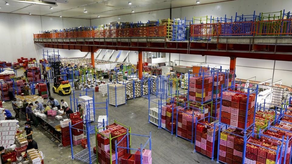 برداشت سیب - سمیرم