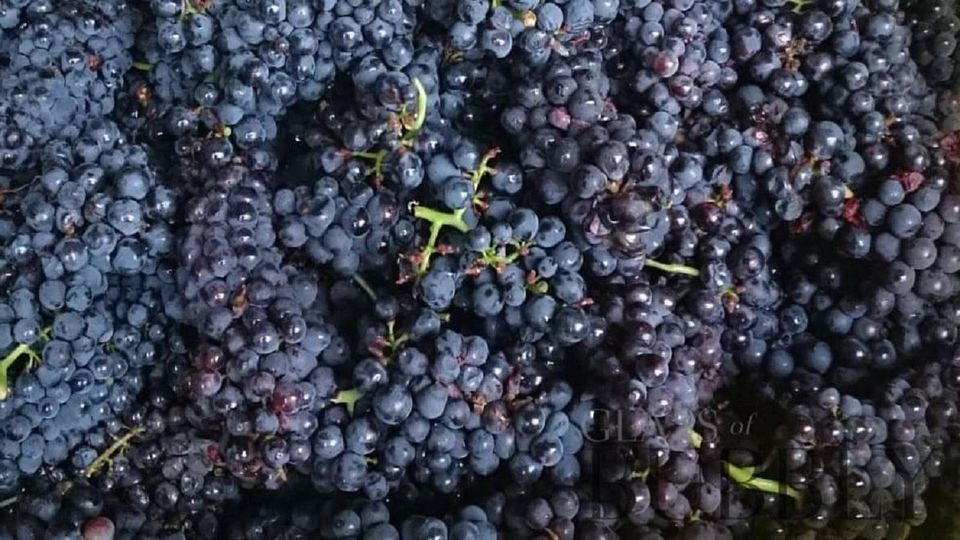 چرا بهتر است انگور را به رژیم غذایی خود اضافه کنیم؟