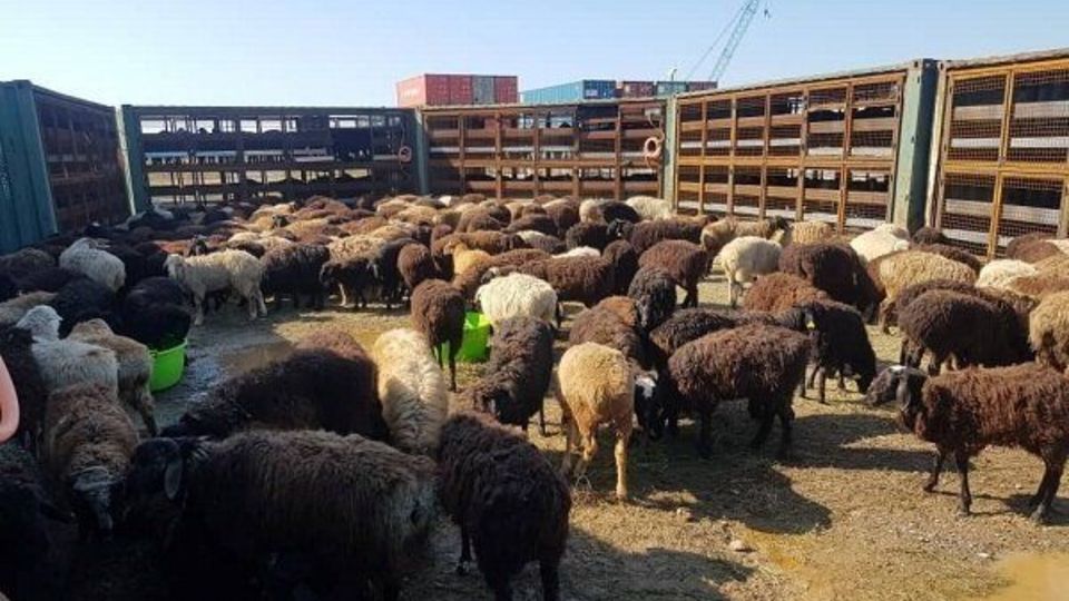 صادرات دام زنده آزاد شد