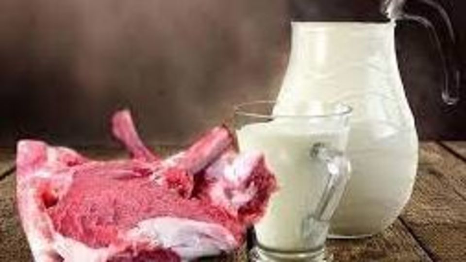 تولید سالیانه بیش از ١۴ هزار تن شیر و گوشت در شهرستان خاش