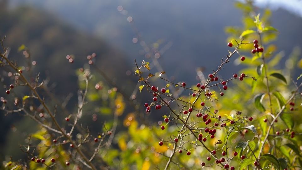 روستای شاه می‌لرزان - گیلان