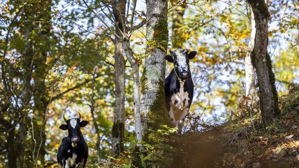 روستای شاه می‌لرزان - گیلان