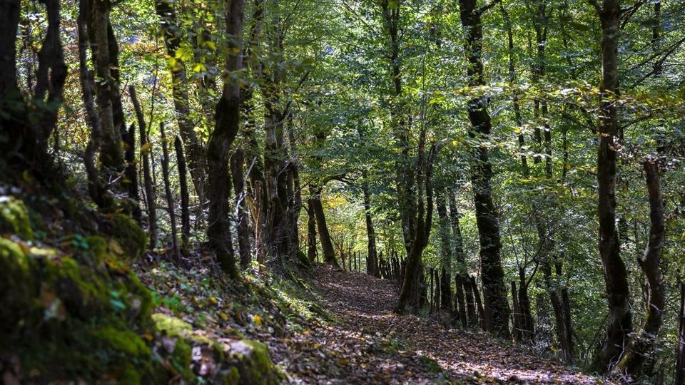 روستای شاه می‌لرزان - گیلان