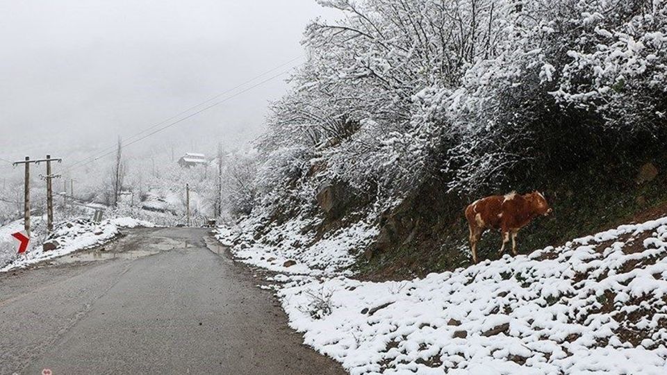 بارش برف پاییزی در اشکور رحیم آباد- گیلان