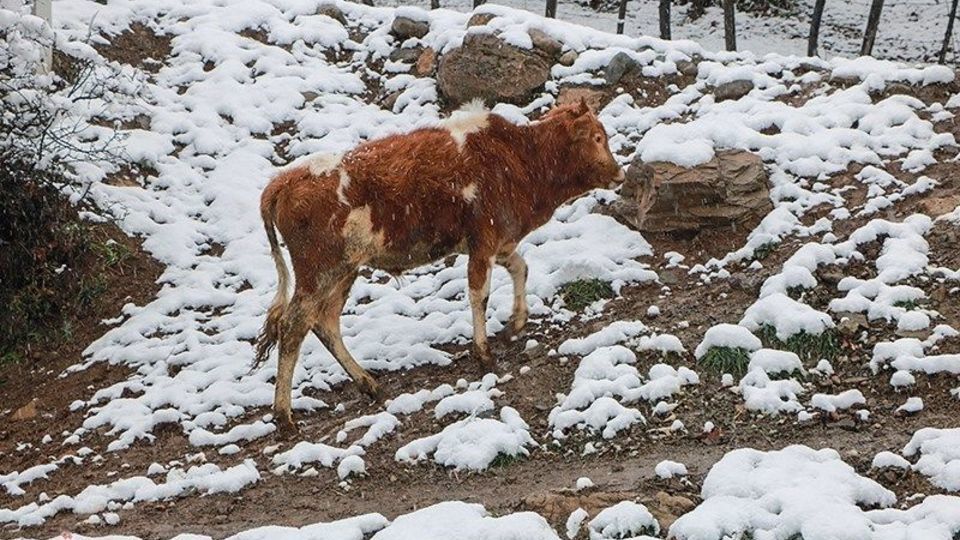 بارش برف پاییزی در اشکور رحیم آباد- گیلان