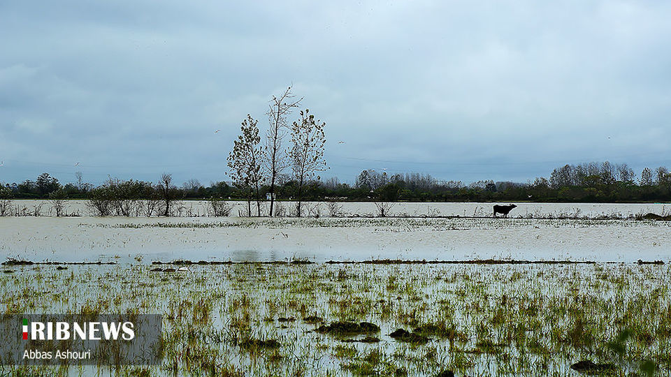 خسارت سیل در مناطق صومعه سرا