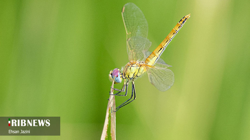 سنجاقک‌ها؛ حشرات مفید برای محیط زیست