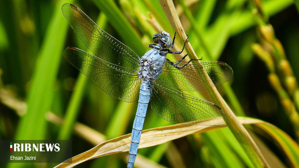 سنجاقک‌ها؛ حشرات مفید برای محیط زیست