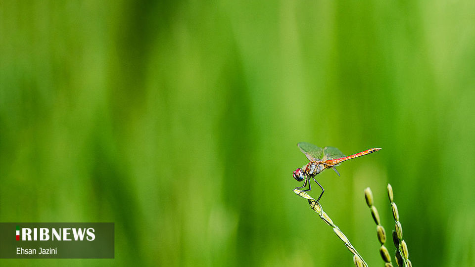 سنجاقک‌ها؛ حشرات مفید برای محیط زیست
