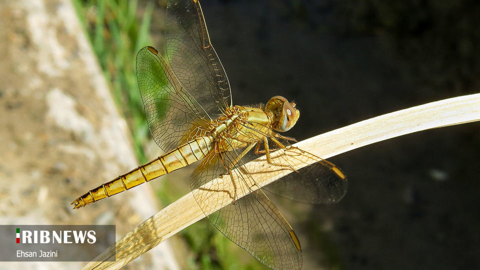 سنجاقک‌ها؛ حشرات مفید برای محیط زیست