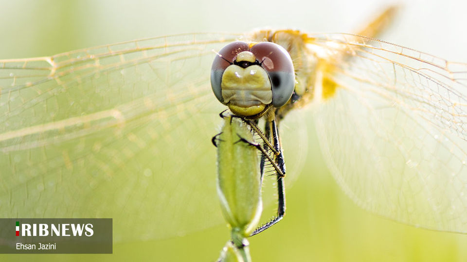 سنجاقک‌ها؛ حشرات مفید برای محیط زیست