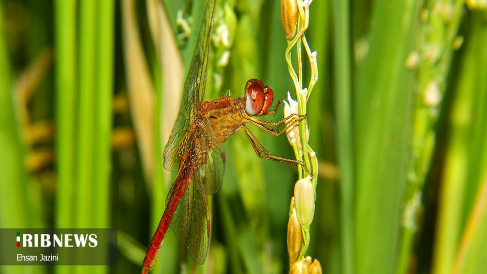 سنجاقک‌ها؛ حشرات مفید برای محیط زیست