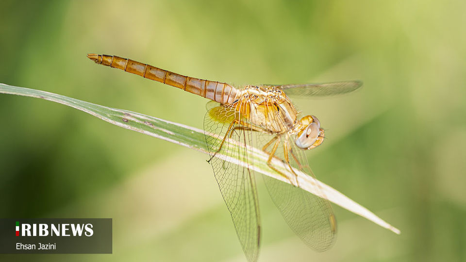 سنجاقک‌ها؛ حشرات مفید برای محیط زیست