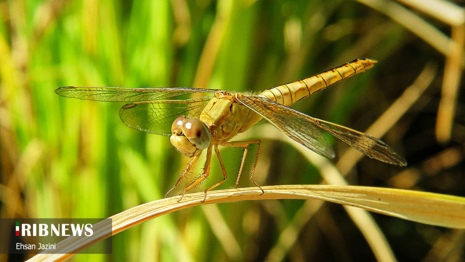 سنجاقک‌ها؛ حشرات مفید برای محیط زیست