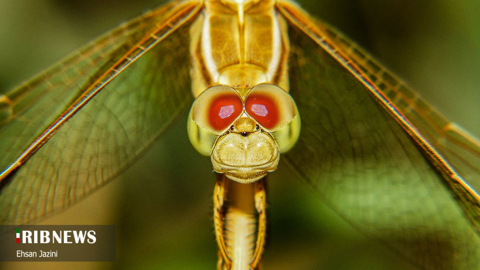 سنجاقک‌ها؛ حشرات مفید برای محیط زیست