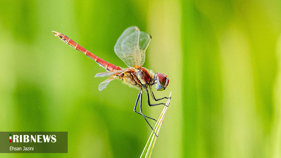 سنجاقک‌ها؛ حشرات مفید برای محیط زیست