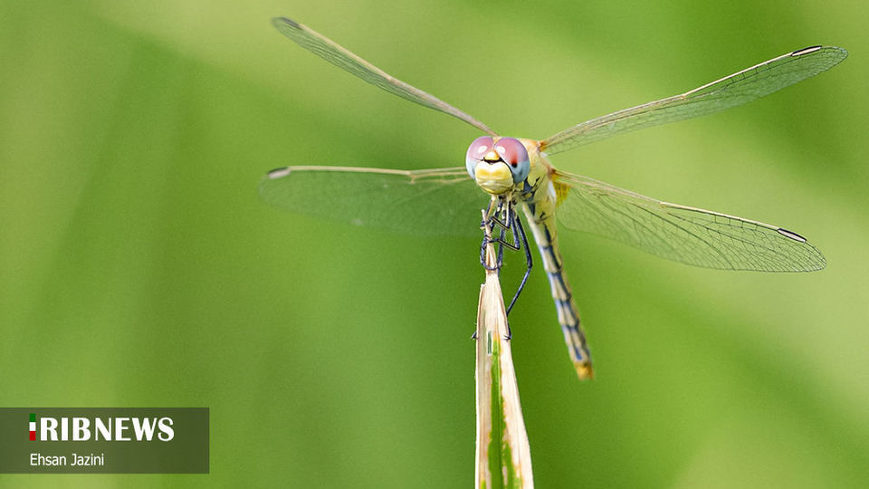 سنجاقک‌ها؛ حشرات مفید برای محیط زیست