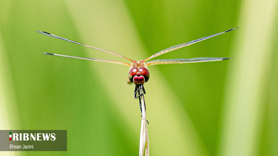 سنجاقک‌ها؛ حشرات مفید برای محیط زیست